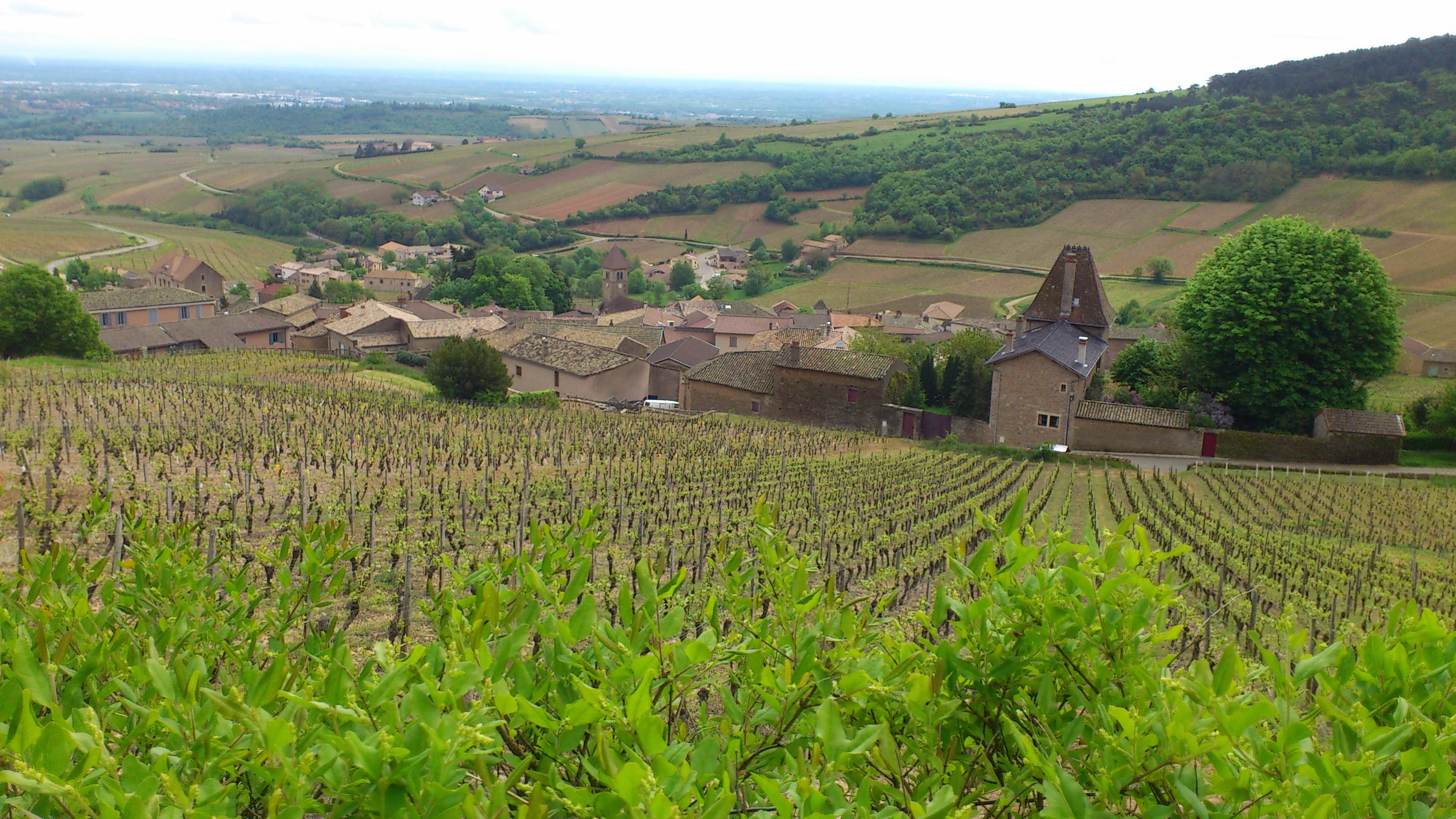 Eric Forest lOptimum des Hauts de Crays, Pouilly Fuissé