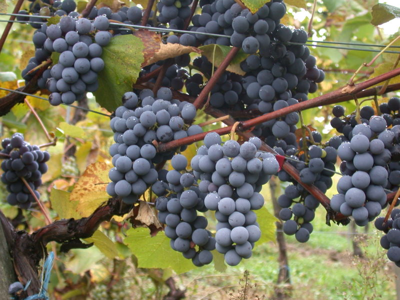 Domaine du Bois de lOise Fleurie AOP