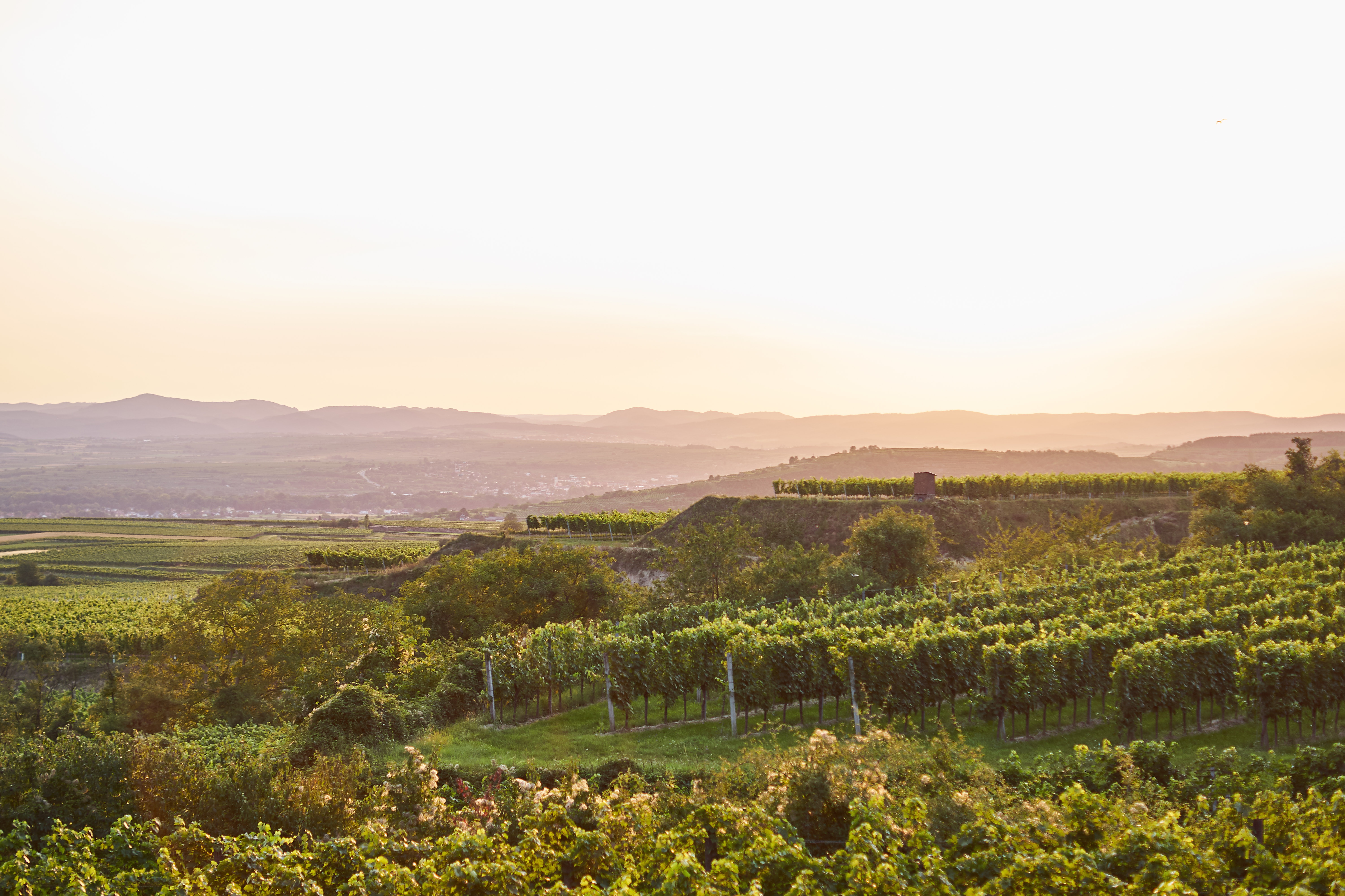 Bio-Weingut Kemetner Grüner Veltliner